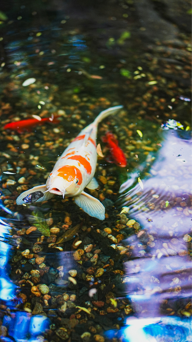 Gourami